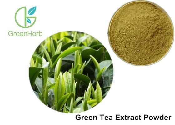 Health Product 98% Polyphenol Pure Green Tea Extract Catechin 70% / EGCG 50%