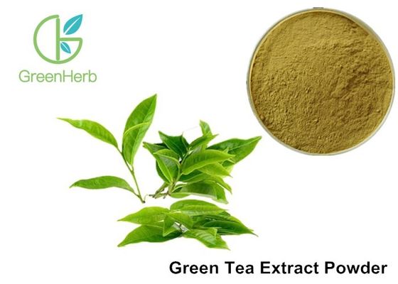 Water Soluble Pure Green Tea Extract Camellia Sinensis Leaf Extract Anti - Caries Effect