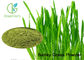 Green Natural Barley Grass Powder / Hordeum Vulgare L For Anti - Aging