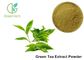 Water Soluble Pure Green Tea Extract Camellia Sinensis Leaf Extract Anti - Caries Effect